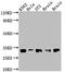BCL2 Like 1 antibody, CSB-RA247982A0HU, Cusabio, Western Blot image 
