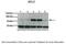 Glutamate--cysteine ligase catalytic subunit antibody, PA5-44189, Invitrogen Antibodies, Western Blot image 