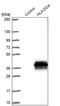 Major Histocompatibility Complex, Class II, DO Alpha antibody, PA5-60904, Invitrogen Antibodies, Western Blot image 