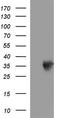 Toll Interacting Protein antibody, TA507039BM, Origene, Western Blot image 