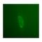 Emerin antibody, MBS375073, MyBioSource, Immunofluorescence image 