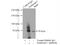 SDC3 antibody, 10886-1-AP, Proteintech Group, Immunoprecipitation image 