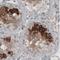 Lymphocyte Antigen 6 Family Member K antibody, NBP2-36764, Novus Biologicals, Immunohistochemistry frozen image 