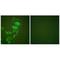 Keratin 17 antibody, A02289, Boster Biological Technology, Immunohistochemistry frozen image 