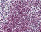 Forkhead Box O3 antibody, 51-948, ProSci, Immunohistochemistry frozen image 