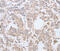 Abhydrolase Domain Containing 5 antibody, MBS2523794, MyBioSource, Immunohistochemistry frozen image 