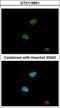 NIMA Related Kinase 11 antibody, GTX116851, GeneTex, Immunocytochemistry image 