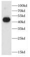 Cell Adhesion Molecule 3 antibody, FNab01191, FineTest, Western Blot image 