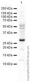 Thymic Stromal Lymphopoietin antibody, ab47943, Abcam, Western Blot image 