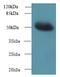Mitochondrial Elongation Factor 1 antibody, A59810-100, Epigentek, Western Blot image 