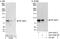 Component Of Inhibitor Of Nuclear Factor Kappa B Kinase Complex antibody, A301-933A, Bethyl Labs, Immunoprecipitation image 