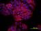 Tetraspanin 8 antibody, MAB4734, R&D Systems, Immunofluorescence image 