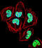 Zinc Finger Protein 155 antibody, abx029183, Abbexa, Immunofluorescence image 