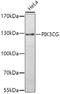 Phosphatidylinositol-4,5-Bisphosphate 3-Kinase Catalytic Subunit Gamma antibody, A01517, Boster Biological Technology, Western Blot image 