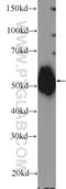 Tubulin Gamma 1 antibody, 15176-1-AP, Proteintech Group, Western Blot image 