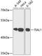 TIA1 Cytotoxic Granule Associated RNA Binding Protein Like 1 antibody, 19-997, ProSci, Western Blot image 