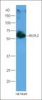 PDZ And LIM Domain 4 antibody, orb100710, Biorbyt, Western Blot image 