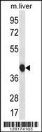 BEN Domain Containing 7 antibody, 56-639, ProSci, Western Blot image 