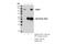 EPH Receptor A7 antibody, 64801S, Cell Signaling Technology, Immunoprecipitation image 