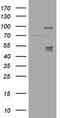 Carbonic Anhydrase 12 antibody, CF505598, Origene, Western Blot image 