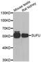 SUFU Negative Regulator Of Hedgehog Signaling antibody, MBS129948, MyBioSource, Western Blot image 