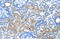 Defective In Cullin Neddylation 1 Domain Containing 1 antibody, 29-776, ProSci, Immunohistochemistry frozen image 