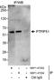 Regulator Of Microtubule Dynamics 3 antibody, NBP1-47293, Novus Biologicals, Immunoprecipitation image 