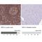 Interferon Regulatory Factor 5 antibody, NBP2-14128, Novus Biologicals, Immunohistochemistry paraffin image 