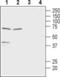 Solute Carrier Family 16 Member 7 antibody, PA5-77498, Invitrogen Antibodies, Western Blot image 