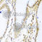 Myb-binding protein 1A antibody, A4429, ABclonal Technology, Immunohistochemistry paraffin image 