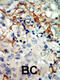 EPH Receptor A3 antibody, 63-040, ProSci, Immunohistochemistry paraffin image 