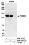 Family With Sequence Similarity 83 Member H antibody, A304-327A, Bethyl Labs, Immunoprecipitation image 