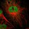 Spindlin Family Member 3 antibody, HPA000727, Atlas Antibodies, Immunofluorescence image 