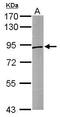 Sortilin 1 antibody, GTX110857, GeneTex, Western Blot image 