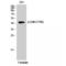 Cyclin Dependent Kinase 9 antibody, LS-C380960, Lifespan Biosciences, Western Blot image 