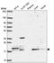 FA96A antibody, HPA063729, Atlas Antibodies, Western Blot image 