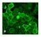 Gamma-Aminobutyric Acid Type B Receptor Subunit 2 antibody, 703357, Invitrogen Antibodies, Immunofluorescence image 