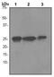 High Mobility Group Box 1 antibody, ab79823, Abcam, Western Blot image 
