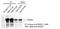 RAD51 Recombinase antibody, MA1-23271, Invitrogen Antibodies, Immunoprecipitation image 