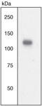 Janus Kinase 2 antibody, 44-406G, Invitrogen Antibodies, Western Blot image 