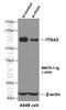 Integrin Subunit Alpha 3 antibody, 66070-1-Ig, Proteintech Group, Western Blot image 
