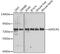 ASPSCR1 Tether For SLC2A4, UBX Domain Containing antibody, GTX33023, GeneTex, Western Blot image 