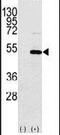 Y-Box Binding Protein 1 antibody, PA5-13307, Invitrogen Antibodies, Western Blot image 