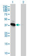 Protein Kinase AMP-Activated Non-Catalytic Subunit Beta 1 antibody, LS-C197984, Lifespan Biosciences, Western Blot image 