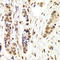 Nuclear Autoantigenic Sperm Protein antibody, LS-C348995, Lifespan Biosciences, Immunohistochemistry frozen image 