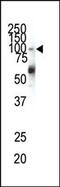 EPH Receptor A1 antibody, 63-036, ProSci, Western Blot image 