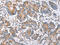 Protein phosphatase 1F antibody, CSB-PA161857, Cusabio, Immunohistochemistry frozen image 