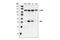 Nuclear Factor Kappa B Subunit 2 antibody, 4882S, Cell Signaling Technology, Western Blot image 
