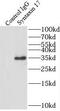 Syntaxin 17 antibody, FNab08448, FineTest, Immunoprecipitation image 