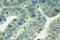 SRC-1 antibody, LS-C177952, Lifespan Biosciences, Immunohistochemistry paraffin image 